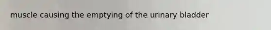 muscle causing the emptying of the <a href='https://www.questionai.com/knowledge/kb9SdfFdD9-urinary-bladder' class='anchor-knowledge'>urinary bladder</a>