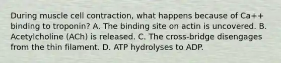 During muscle cell contraction, what happens because of Ca++ binding to troponin? A. The binding site on actin is uncovered. B. Acetylcholine (ACh) is released. C. The cross-bridge disengages from the thin filament. D. ATP hydrolyses to ADP.