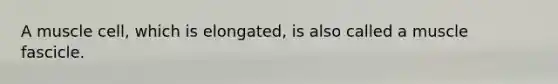 A muscle cell, which is elongated, is also called a muscle fascicle.