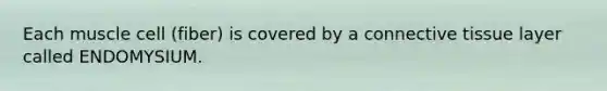 Each muscle cell (fiber) is covered by a connective tissue layer called ENDOMYSIUM.