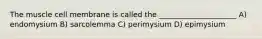 The muscle cell membrane is called the _____________________ A) endomysium B) sarcolemma C) perimysium D) epimysium