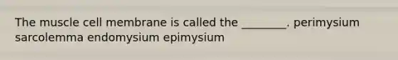 The muscle cell membrane is called the ________. perimysium sarcolemma endomysium epimysium