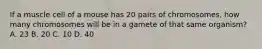 If a muscle cell of a mouse has 20 pairs of chromosomes, how many chromosomes will be in a gamete of that same organism? A. 23 B. 20 C. 10 D. 40
