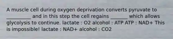 A muscle cell during oxygen deprivation converts pyruvate to __________ and in this step the cell regains _______ which allows glycolysis to continue. lactate : O2 alcohol : ATP ATP : NAD+ This is impossible! lactate : NAD+ alcohol : CO2