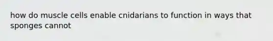 how do muscle cells enable cnidarians to function in ways that sponges cannot