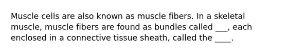 Muscle cells are also known as muscle fibers. In a skeletal muscle, muscle fibers are found as bundles called ___, each enclosed in a connective tissue sheath, called the ____.