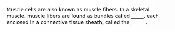 Muscle cells are also known as muscle fibers. In a skeletal muscle, muscle fibers are found as bundles called _____, each enclosed in a connective tissue sheath, called the ______.