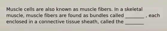 Muscle cells are also known as muscle fibers. In a skeletal muscle, muscle fibers are found as bundles called ________ , each enclosed in a connective tissue sheath, called the ________