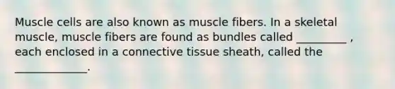 Muscle cells are also known as muscle fibers. In a skeletal muscle, muscle fibers are found as bundles called _________ , each enclosed in a <a href='https://www.questionai.com/knowledge/kYDr0DHyc8-connective-tissue' class='anchor-knowledge'>connective tissue</a> sheath, called the _____________.