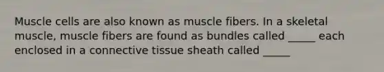 Muscle cells are also known as muscle fibers. In a skeletal muscle, muscle fibers are found as bundles called _____ each enclosed in a <a href='https://www.questionai.com/knowledge/kYDr0DHyc8-connective-tissue' class='anchor-knowledge'>connective tissue</a> sheath called _____