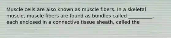 Muscle cells are also known as muscle fibers. In a skeletal muscle, muscle fibers are found as bundles called __________, each enclosed in a connective tissue sheath, called the ____________.