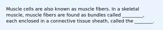 Muscle cells are also known as muscle fibers. In a skeletal muscle, muscle fibers are found as bundles called _________, each enclosed in a connective tissue sheath, called the ________.