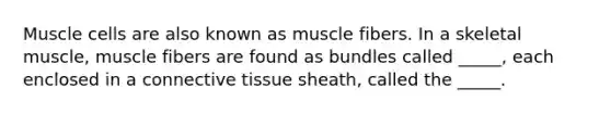 Muscle cells are also known as muscle fibers. In a skeletal muscle, muscle fibers are found as bundles called _____, each enclosed in a connective tissue sheath, called the _____.