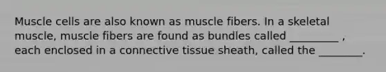 Muscle cells are also known as muscle fibers. In a skeletal muscle, muscle fibers are found as bundles called _________ , each enclosed in a connective tissue sheath, called the ________.