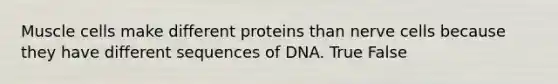 Muscle cells make different proteins than nerve cells because they have different sequences of DNA. True False