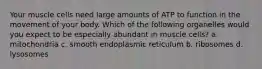 Your muscle cells need large amounts of ATP to function in the movement of your body. Which of the following organelles would you expect to be especially abundant in muscle cells? a. mitochondria c. smooth endoplasmic reticulum b. ribosomes d. lysosomes
