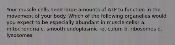 Your muscle cells need large amounts of ATP to function in the movement of your body. Which of the following organelles would you expect to be especially abundant in muscle cells? a. mitochondria c. smooth endoplasmic reticulum b. ribosomes d. lysosomes