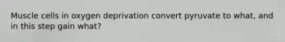 Muscle cells in oxygen deprivation convert pyruvate to what, and in this step gain what?