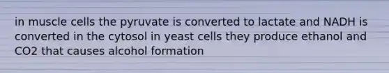 in muscle cells the pyruvate is converted to lactate and NADH is converted in the cytosol in yeast cells they produce ethanol and CO2 that causes alcohol formation