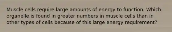 Muscle cells require large amounts of energy to function. Which organelle is found in greater numbers in muscle cells than in other types of cells because of this large energy requirement?