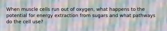 When muscle cells run out of oxygen, what happens to the potential for energy extraction from sugars and what pathways do the cell use?