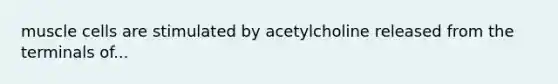 muscle cells are stimulated by acetylcholine released from the terminals of...