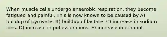 When muscle cells undergo an<a href='https://www.questionai.com/knowledge/kyxGdbadrV-aerobic-respiration' class='anchor-knowledge'>aerobic respiration</a>, they become fatigued and painful. This is now known to be caused by A) buildup of pyruvate. B) buildup of lactate. C) increase in sodium ions. D) increase in potassium ions. E) increase in ethanol.