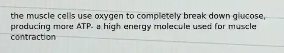 the muscle cells use oxygen to completely break down glucose, producing more ATP- a high energy molecule used for muscle contraction