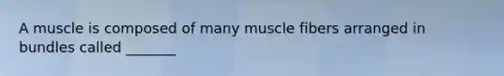 A muscle is composed of many muscle fibers arranged in bundles called _______