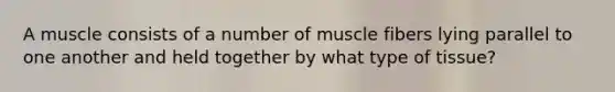 A muscle consists of a number of muscle fibers lying parallel to one another and held together by what type of tissue?
