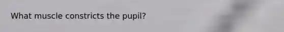 What muscle constricts the pupil?