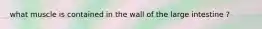 what muscle is contained in the wall of the large intestine ?