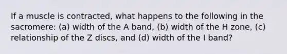 If a muscle is contracted, what happens to the following in the sacromere: (a) width of the A band, (b) width of the H zone, (c) relationship of the Z discs, and (d) width of the I band?