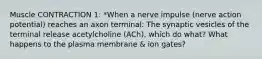 Muscle CONTRACTION 1: *When a nerve impulse (nerve action potential) reaches an axon terminal: The synaptic vesicles of the terminal release acetylcholine (ACh), which do what? What happens to the plasma membrane & ion gates?