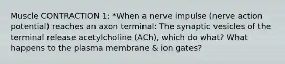 Muscle CONTRACTION 1: *When a nerve impulse (nerve action potential) reaches an axon terminal: The synaptic vesicles of the terminal release acetylcholine (ACh), which do what? What happens to the plasma membrane & ion gates?