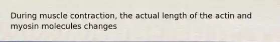 During muscle contraction, the actual length of the actin and myosin molecules changes