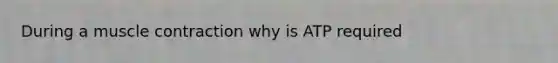 During a muscle contraction why is ATP required