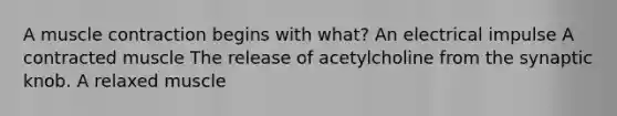 A muscle contraction begins with what? An electrical impulse A contracted muscle The release of acetylcholine from the synaptic knob. A relaxed muscle