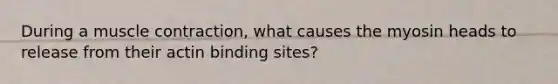 During a muscle contraction, what causes the myosin heads to release from their actin binding sites?