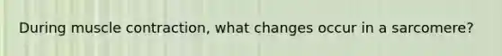During muscle contraction, what changes occur in a sarcomere?