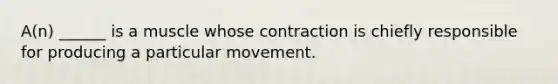 A(n) ______ is a muscle whose contraction is chiefly responsible for producing a particular movement.