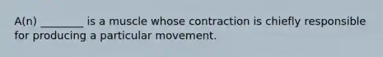 A(n) ________ is a muscle whose contraction is chiefly responsible for producing a particular movement.