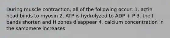 During muscle contraction, all of the following occur: 1. actin head binds to myosin 2. ATP is hydrolyzed to ADP + P 3. the I bands shorten and H zones disappear 4. calcium concentration in the sarcomere increases