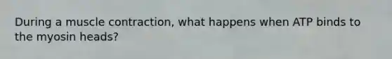 During a muscle contraction, what happens when ATP binds to the myosin heads?