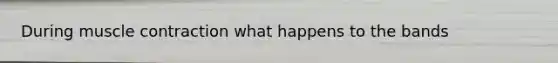 During muscle contraction what happens to the bands