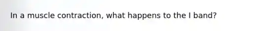 In a muscle contraction, what happens to the I band?