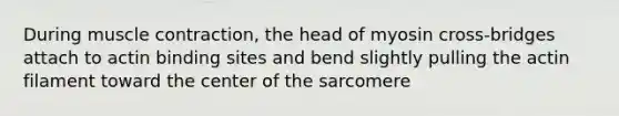 During muscle contraction, the head of myosin cross-bridges attach to actin binding sites and bend slightly pulling the actin filament toward the center of the sarcomere