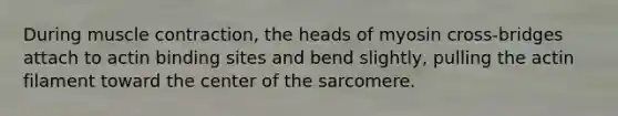 During muscle contraction, the heads of myosin cross-bridges attach to actin binding sites and bend slightly, pulling the actin filament toward the center of the sarcomere.