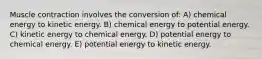 Muscle contraction involves the conversion of: A) chemical energy to kinetic energy. B) chemical energy to potential energy. C) kinetic energy to chemical energy. D) potential energy to chemical energy. E) potential energy to kinetic energy.