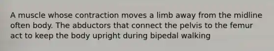 A muscle whose contraction moves a limb away from the midline often body. The abductors that connect the pelvis to the femur act to keep the body upright during bipedal walking